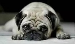 策划巴哥最新爆料新闻,揭秘策划界神秘内幕