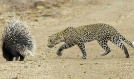 豪猪最新爆料3.0版本下载,揭秘全新功能与升级亮点