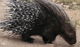 豪猪最新爆料3.0版本下载,揭秘全新功能与升级亮点