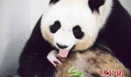 林冰最新爆料熊猫,熊猫生成背后的神秘技术大揭秘